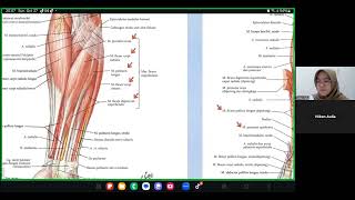 Musculus Regio Antebrachium Inervasi Anatomi dan Kinesiologi [upl. by Llemert]