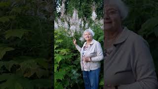 Gigantic fireweed at Terrace BC [upl. by Latrena433]