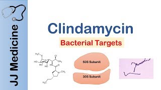 Clindamycin  Bacterial Targets Mechanism of Action Adverse Effects [upl. by Erdnassac]