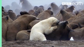 Polar Bear vs Walrus  Planet Earth  BBC Earth [upl. by Cthrine]