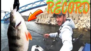 PERCA FLUVIATILIS PERCH EUROPEAN PERCH FISHING CASPE Mi RECORDFLOAT FISHING FOR PERCH [upl. by Rehpotsirk]