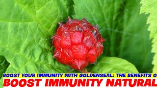 Boost Your Immunity with Goldenseal The Benefits of Berberine [upl. by Atsirhcal]