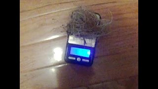 Virginia Snakeroot video How many roots for a pound [upl. by Hike877]