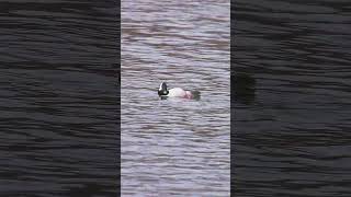 🦆🦆 Bufflehead Ducks  Morning Serenity Bufflehead Ducks at Play wildlife nature [upl. by Anires]