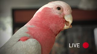 Live Video With My Galah  Bandit Boy Talking [upl. by Annora402]