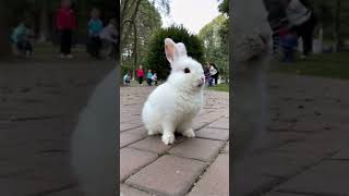 cute animal sound rabbit animals wildlife animalnoises animalsounds animalantics [upl. by Lamond]