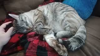 Cat Enjoys Pets on Soft Blanket [upl. by Nari]