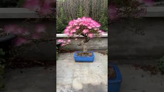 Bonsai de Calliandra Primavera 2024 musica calmdown bonsai pot plantas nature [upl. by Kienan]