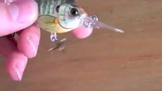 Rebel Spoonbill Minnow [upl. by Sheng]