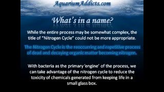 The Nitrogen Cycle [upl. by Ahsonek]