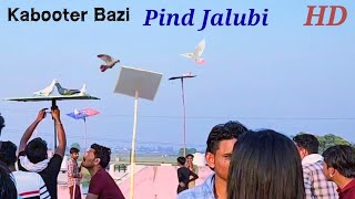 Kabooter Bazi Tournament Pind Jalubi  Haryana [upl. by Gasser961]