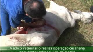 Programa Acre Rural  Médico veterinário realiza operação cesariana em vacaf4v [upl. by Billie441]