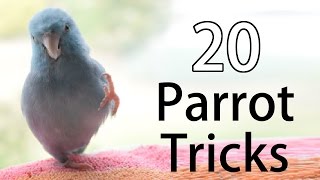 20 Fun Parrot Tricks [upl. by Llehcar]