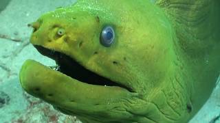 Diver is Chased by Powerful Green Eel Looking inside muscular mouth and teeth close encounter [upl. by Ranjiv449]