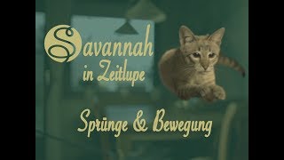 Savannah Katzen in Zeitlupe  Springen und Bewegen [upl. by Everest]