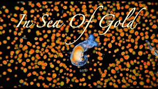 Astaxanthin Haematococcus Pluvialis  Rotifers in sea of gold [upl. by Prisilla91]