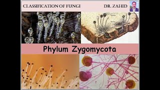 Phylum Zygomycota English and Urdu by DrZahid [upl. by Enirac]