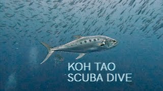 SCUBA Diving in Koh Tao with Big Blue Diving [upl. by Plotkin]