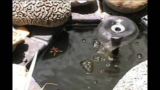 The Wasps at My Fountain [upl. by Thurmond]