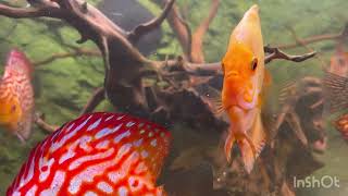 Discus fish ปลาจักร Kalluunka kala hadal Diskus fisk Iasc dioscúrsa Koronghal Pesce disco [upl. by Thorvald]