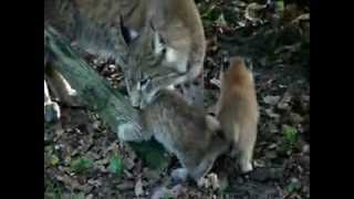 Naissances de lynx au Parc Animalier de SainteCroix  2009 [upl. by Nylzzaj261]