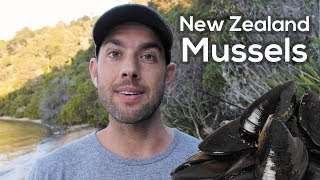 Wild New Zealand Mussels Catch and Cook in Aotearoa 🇳🇿 [upl. by Aihtyc81]