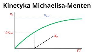 Kinetyka MichaelisaMenten  jak zrozumieć te wykresy [upl. by Jaal]