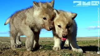 Robotic Wolf hangs out with Wolf Cubs at Den [upl. by Aiyotal653]