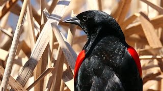 Redwinged blackbird call [upl. by Nylecsoj]