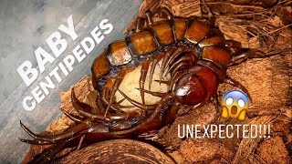 UNEXPECTED CENTIPEDE BABIES AGAIN 🥳 [upl. by Iveson]