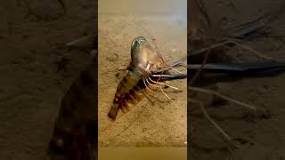 Shrimp moulting process viral shorts shrimp scampi fisheries technicianexpert shrimpculture [upl. by Wilkie806]