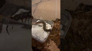 Scolopendra Gigantea black Juvenile [upl. by Rollin]