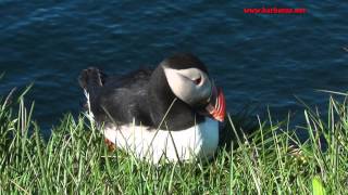 Frailecillo atlántico  Fratercula arctica  Puffin  Parte II [upl. by Meingoldas]