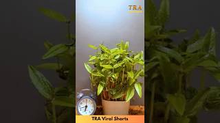 Tree Time Lapse Episode  17 traviralshorts shorts [upl. by Isidoro]