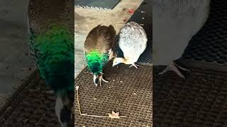 Peafowl enjoying treat time Peahen and peachick peafowl nature peacock [upl. by Finbar]