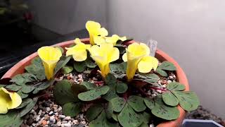 Time lapse Oxalis luteola splash flower [upl. by Ynavoeg]