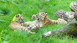 Tigerbabys spielen miteinander [upl. by Scoter533]