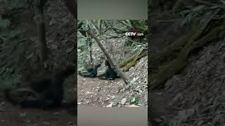 Rare footage of endangered western black crested gibbons in Yunnan [upl. by Sadnak]