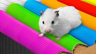 🌈 Hamster Maze with Colorful Traps 🐹 Best Compilation [upl. by Haim874]