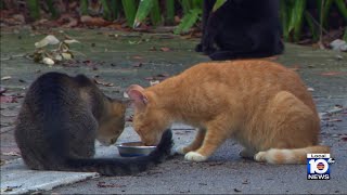 Responsibility urged as South Florida deals with cat overflow [upl. by Suoivatram]