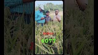 Ankur seeds hybrid paddy 6077 [upl. by Manno127]