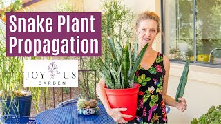 PROPAGATING SNAKE PLANTS  LEAF CUTTINGS IN SOIL [upl. by Yemrots212]