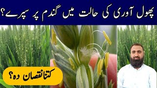 Chances of Wheat damage by Foliar Spray at anthesisBilal Kanju Official [upl. by Latsyrk]