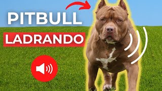 PITBULL LADRANDO y GRUÑENDO 🐕 Ladrido de Perro [upl. by Connolly]