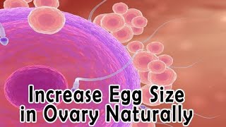 Increase Egg Size Naturally  Bina Dawai kay egg size ko barhaen Conceive Fast UrduHindi [upl. by Stanwin]