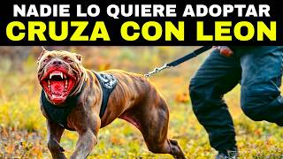 ¡INCREIBLE Este Perro es 100 Veces Más PELIGROSO que un Lobo [upl. by Ytsihc824]