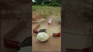 Amazing bird trap creativity quail trap shorts [upl. by Yenruogis]