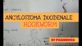 Ancylostoma duodenale hookworm life cycle and pathogenesis in hindi [upl. by Alian525]