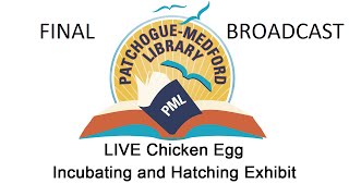 Patchogue  Medford Library LIVE Chicken Egg Incubating and Hatching Exhibit [upl. by Bronwen33]