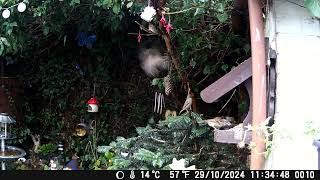 Birdbox Feeder Day 27 asmr nature short shorts wildlife birds education sparrow [upl. by O'Donoghue]